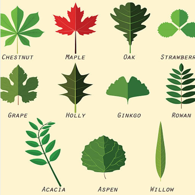 drawing ideas for beginners how to draw leaves